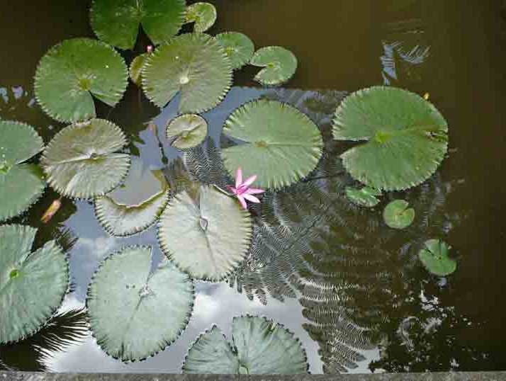 Lotus flowers Bali